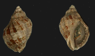 Spinucella praecedens (Bellardi, 1882)